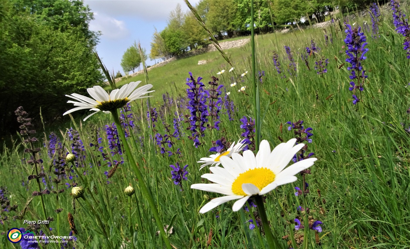 12 Prati in fiore.JPG